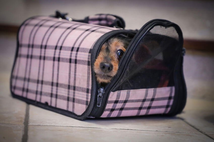 キャリーバッグから顔をのぞかせる犬